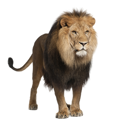 China lion shot after killing man in zoo and escaping 